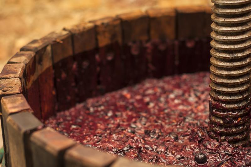 Fermentação alcoólica e malolática