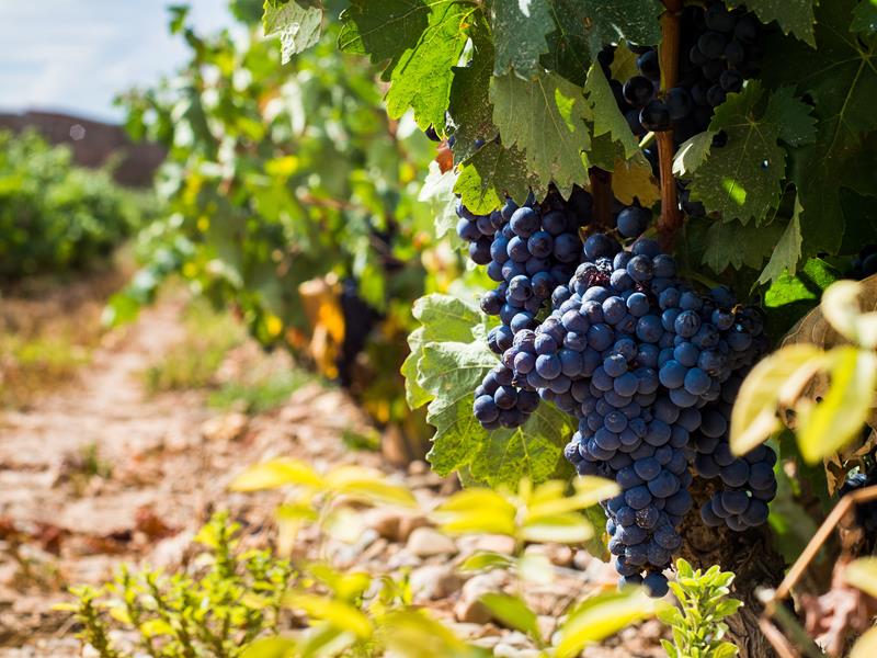 Vinhos espanhóis: O que está por trás dos melhores rótulos da Espanha