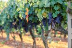 Primitivo di Manduria: conheça mais sobre a região e seus famosos vinhos