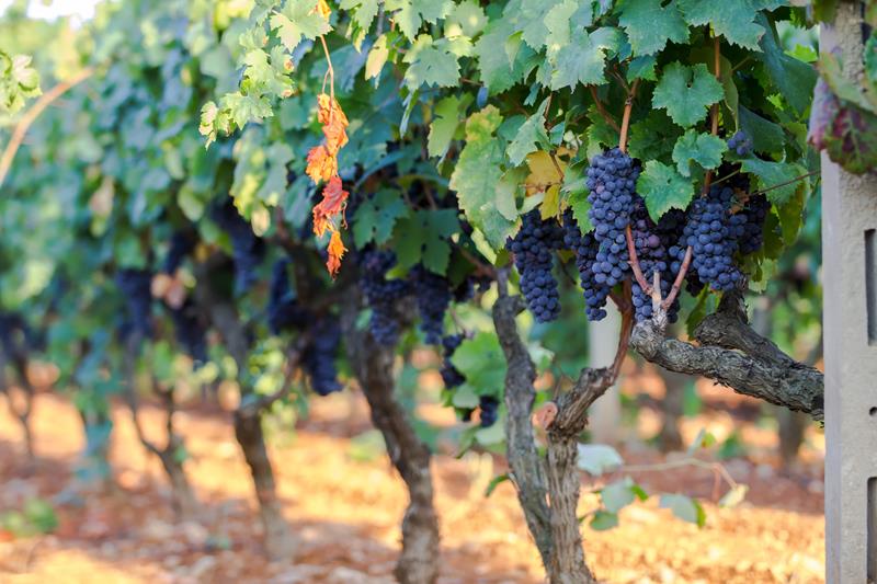 Primitivo di Manduria: conheça mais sobre a região e seus famosos vinhos