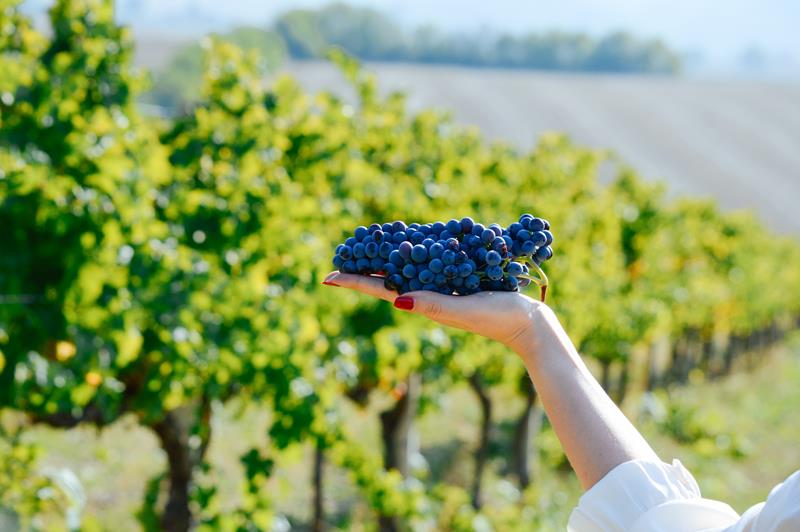 Vinhos italianos: Os segredos do maior produtor do mundo